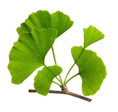 ALINESS Ginkgo Biloba (miłorząb japoński) 120 mg x 60 Vege tab 