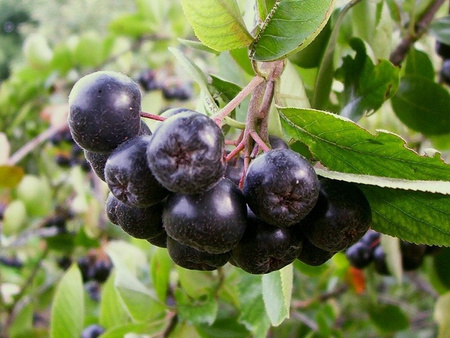 OstroVit Błonnik z Aronii VEGE 200 g 