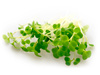 ALINESS Sulforafan z kiełków brokułu 400 µg x 100 Vege tabs